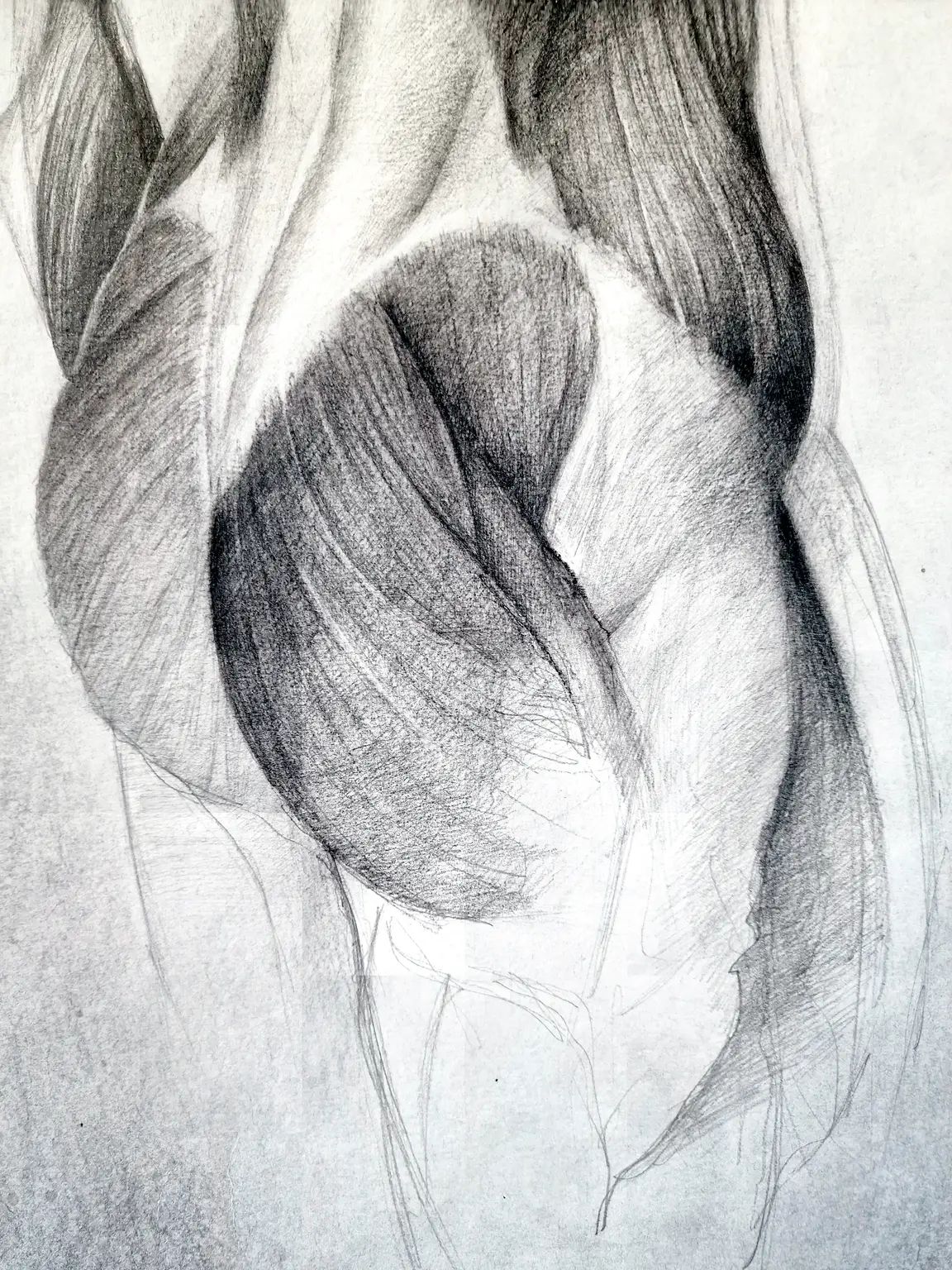 Estudio Anatomia zoom detail 1