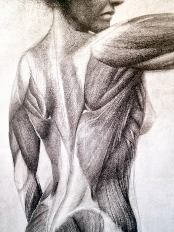 Estudio Anatomia