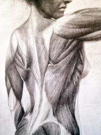 Estudio Anatomia